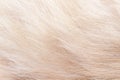 Light brown fur cat texture patterns abstract background Royalty Free Stock Photo