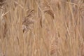 Grass plume close-up, selective focus - poaceae Royalty Free Stock Photo