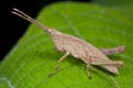 A light brown grasshopper