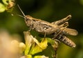 A light brown grasshopper with short antennae sits on small yellow flowers in thickets of green grass on a cloudy summer day Royalty Free Stock Photo