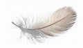 Light brown and grey feather with translucent barbs on a white background bird macro Royalty Free Stock Photo
