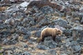 Light Brown Grizzly Bear [ursus arctos horribilis] picking his way through the rocks in Denali National Park in Alaska USA Royalty Free Stock Photo