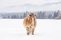 Light brown haflinger horse on snow covered field, view from front