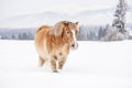 Light brown haflinger horse wading through snow covered field, trees and mountains in background