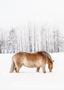 Light brown Haflinger horse wading in snow covered winter field, blurred trees in background, vertical photo from side