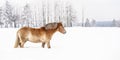 light-brown-haflinger-horse-wading-snowy-field-winter-blurred-trees-background-144746152.jpg