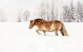 Light brown Haflinger horse walks in snow during winter, blurred trees in background