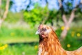 Light brown hen, left side close up photo in garden Royalty Free Stock Photo