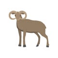 Light brown horned ram or mountain sheep standing at white background looking at viewer