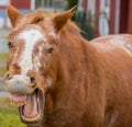 A light brown horse in a barnyard laughs with his mouth wide open Royalty Free Stock Photo