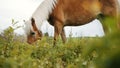 A Light Brown Horse With A Blonde Mane Grazing In The Beautiful Field Meadows