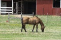 Light brown horse grazing in front of red barn Royalty Free Stock Photo