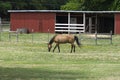 Light brown horse grazing in ranch pasture