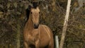 Loose horse in the mountains of ecuador Royalty Free Stock Photo