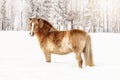 Light brown horse standing on snow field, side view, sun shines over trees in background Royalty Free Stock Photo