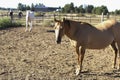 Light brown horse stands in a corral with other horses.