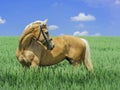 Light brown horse with a white mane and tail stands in a green field Royalty Free Stock Photo