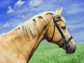 Light brown horse with a white mane and tail stands in a green field Royalty Free Stock Photo