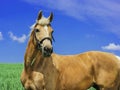 Light brown horse with a white mane and tail stands in a green field Royalty Free Stock Photo