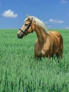 Light brown horse with a white mane and tail stands in a green field Royalty Free Stock Photo