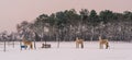 Light brown horses standing in the pasture and looking at the camera during winter season, white snowy meadow, beautiful nature Royalty Free Stock Photo