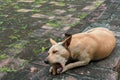 A light brown hungry dog is biting the bone alone Royalty Free Stock Photo