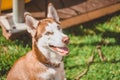 A light brown husky dog sits on the green grass and smiles