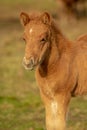 Light brown Icelandic horse foal in evening yellow sunlight Royalty Free Stock Photo