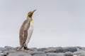 Light brown king penguins with melanism on South Georgia. A genetic mutation causes unusual brown plumage colouration.