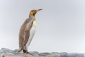 Light brown king penguins with melanism on South Georgia. A genetic mutation causes unusual brown plumage colouration.