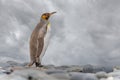 Light brown king penguins with melanism on South Georgia. A genetic mutation causes unusual brown plumage colouration.