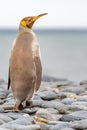 Light brown king penguins with melanism on South Georgia. A genetic mutation causes unusual brown plumage colouration.