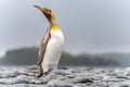 Light brown king penguins with melanism on South Georgia. A genetic mutation causes unusual brown plumage colouration.