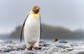 Light brown king penguins with melanism on South Georgia. A genetic mutation causes unusual brown plumage colouration.