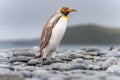 Light brown king penguins with melanism on South Georgia. A genetic mutation causes unusual brown plumage colouration.