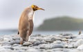 Light brown king penguins with melanism on South Georgia. A genetic mutation causes unusual brown plumage colouration.