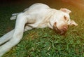 Light brown labrador on grass Royalty Free Stock Photo