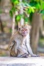 Light brown macaque with bright orange eyes sits on a blurred background