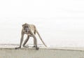 Light brown macaque of thailand stands on the background of the ocean