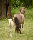 A light brown mare and its newborn white foal are grooming treasured and providently together