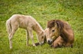 A light brown mare and its newborn white foal are grooming treasured and providently together