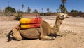 Light brown one-hump dromedary camel kneeling at a spot in Marrakesh where tourists can pay for camel rides. Royalty Free Stock Photo