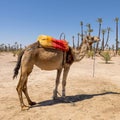 Light brown one-hump dromedary camel standing at a spot in Marrakesh where tourists can pay for camel rides. Royalty Free Stock Photo