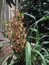 Light Brown Orchid (Hybrid Cymbidium)