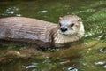 Light brown otter swims in clear water