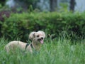 Light brown poodle puppy walking