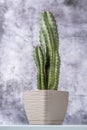 Light brown pot with cereus cactus with many pointed and prickly spikes and gray background Royalty Free Stock Photo