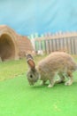 Rabbit standing and smelling on the grass Royalty Free Stock Photo