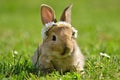 Light brown, sandy little bunny in spring green grass with daisyes, daisy coronet wreath on bunny head, spring and easter rabbit Royalty Free Stock Photo