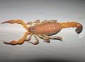 A light brown scorpion climbing a cement wall in the Venezuelan state of Barinas Royalty Free Stock Photo